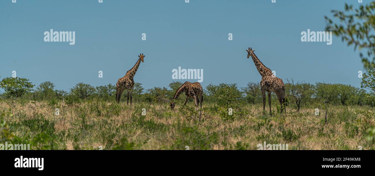 Giraffa sudafricana, giraffa Rotschild camminando alla savana nel Parco Nazionale di Etosha, Namibia, Africa, panorama Foto Stock