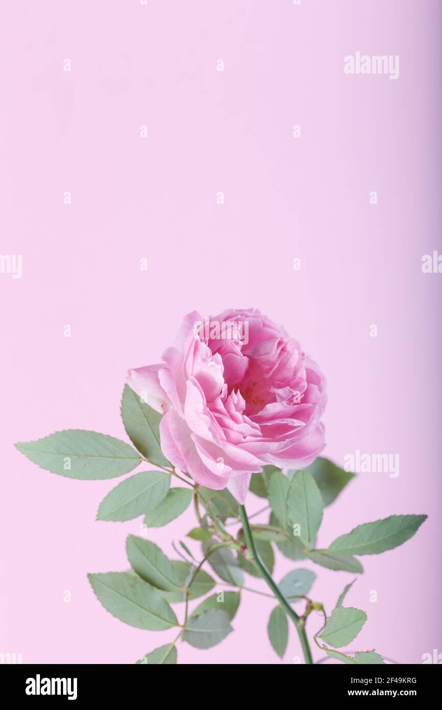 Rosa doppio Alba rosa fiore di becco di Maiden su sfondo rosa chiaro. Morbido sfondo floreale. Primo piano. Foto Stock