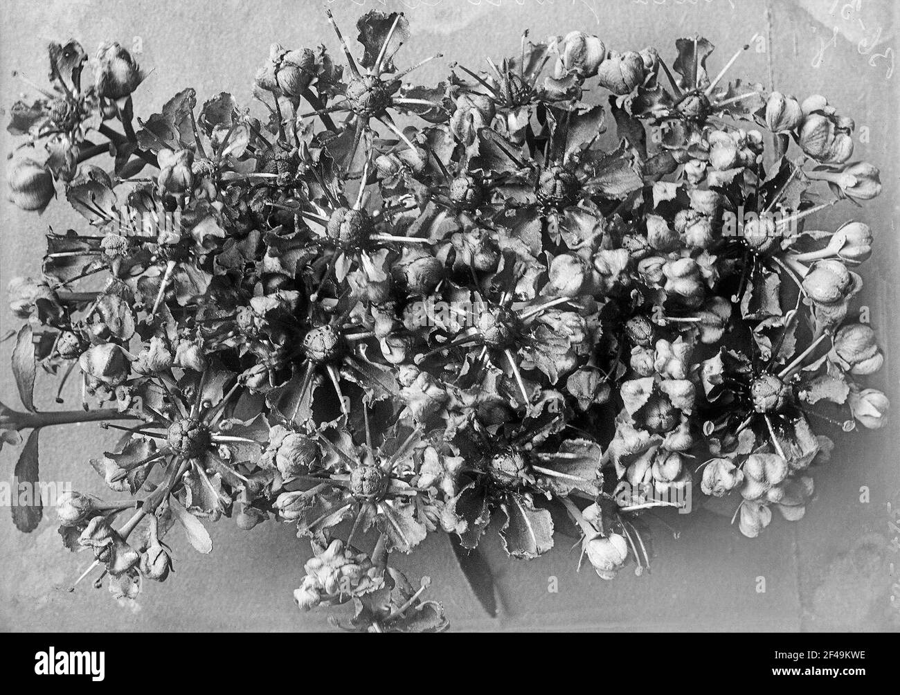 Studio delle piante con infiammazioni Foto Stock