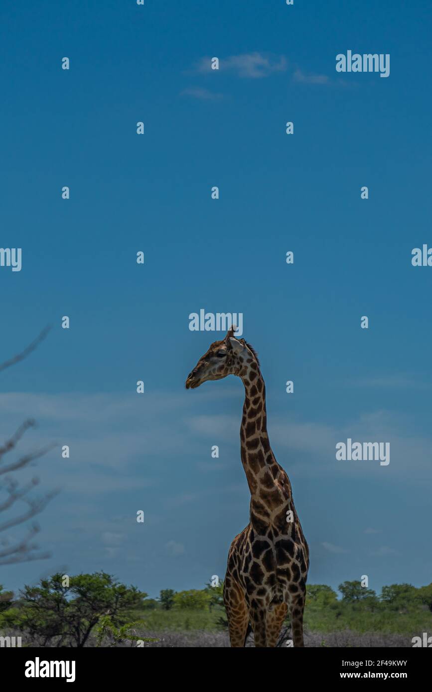 Giraffa sudafricana, giraffa Rotschild camminando alla savana nel Parco Nazionale di Etosha, Namibia, Africa, verticale Foto Stock