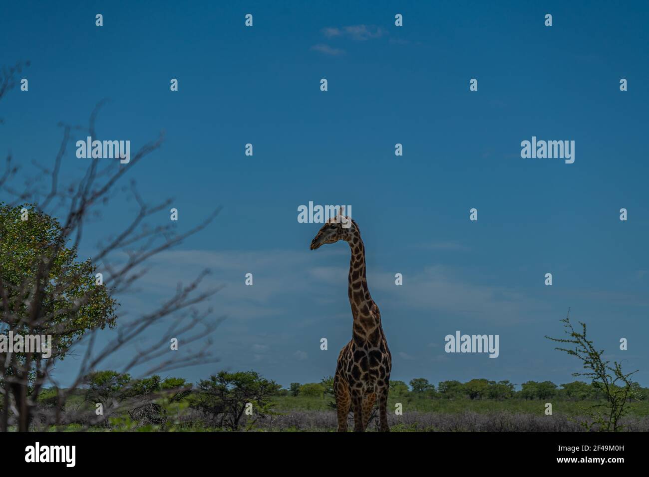 Giraffa sudafricana, giraffa Rotschild camminando alla savana nel Parco Nazionale di Etosha, Namibia, Africa Foto Stock
