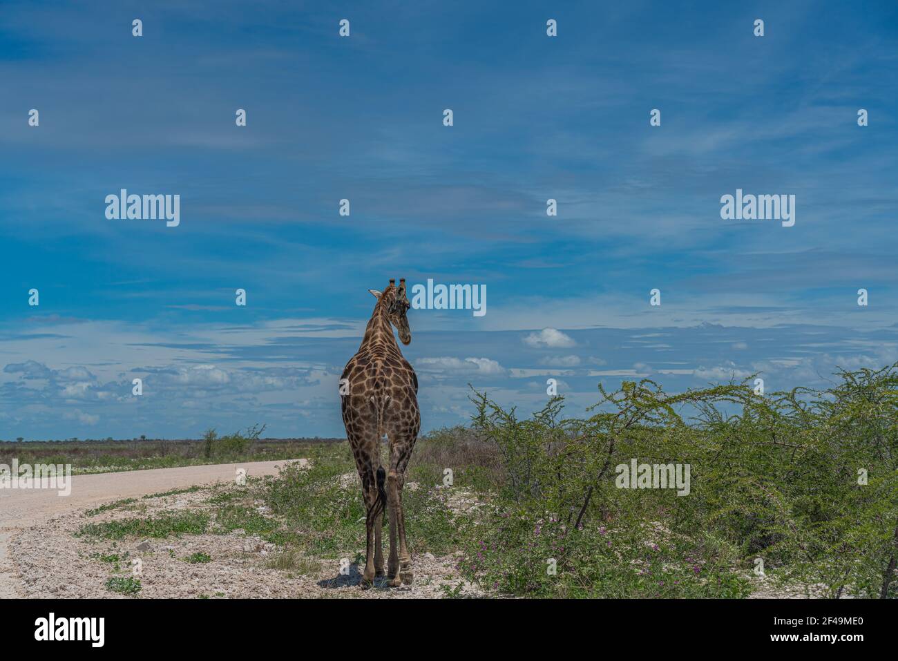 Giraffa sudafricana, Rotschild Giraffe camminando lungo la strada nel Parco Nazionale di Etosha, Namibia, Africa Foto Stock