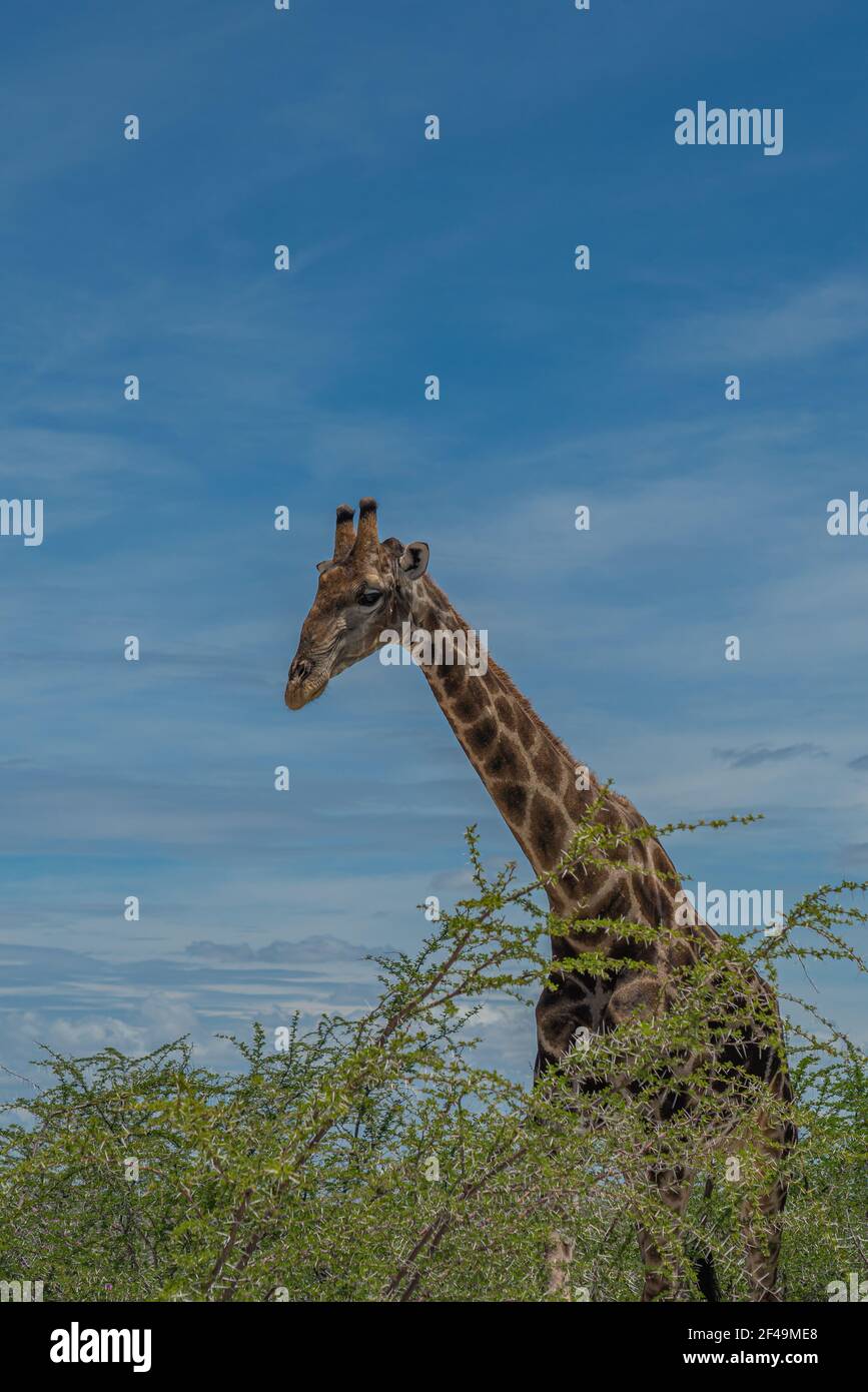 Giraffa sudafricana, giraffa Rotschild camminando alla savana nel Parco Nazionale di Etosha, Namibia, Africa, verticale Foto Stock