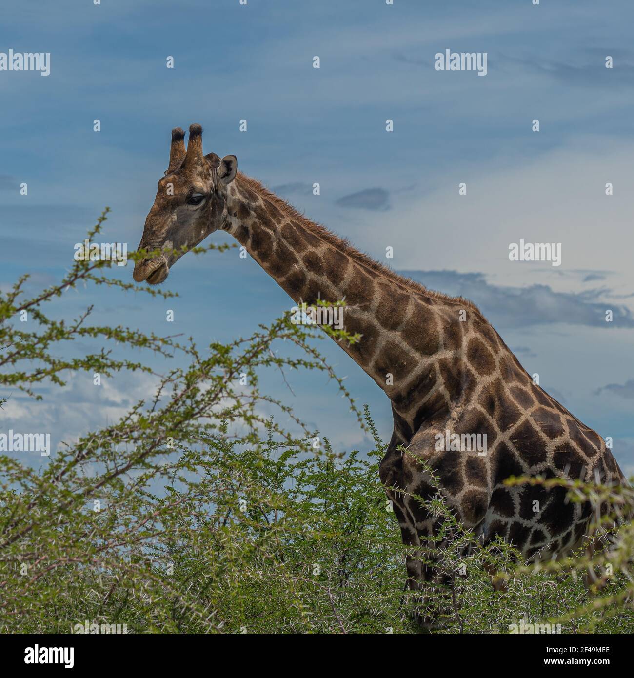 Giraffa sudafricana, giraffa Rotschild camminando alla savana nel Parco Nazionale di Etosha, Namibia, Africa Foto Stock