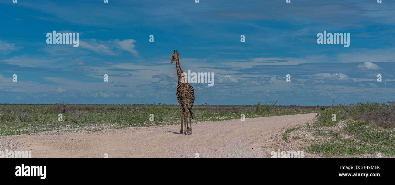 Giraffa sudafricana, giraffa Rotschild camminando lungo la strada nel Parco Nazionale di Etosha, Namibia, Africa, panorama Foto Stock