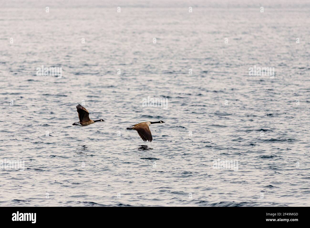Due oche canadesi stanno volando lungo un fiume. La coppia di uccelli vola basso sopra l'acqua con le loro ali in posizioni opposte. Foto Stock