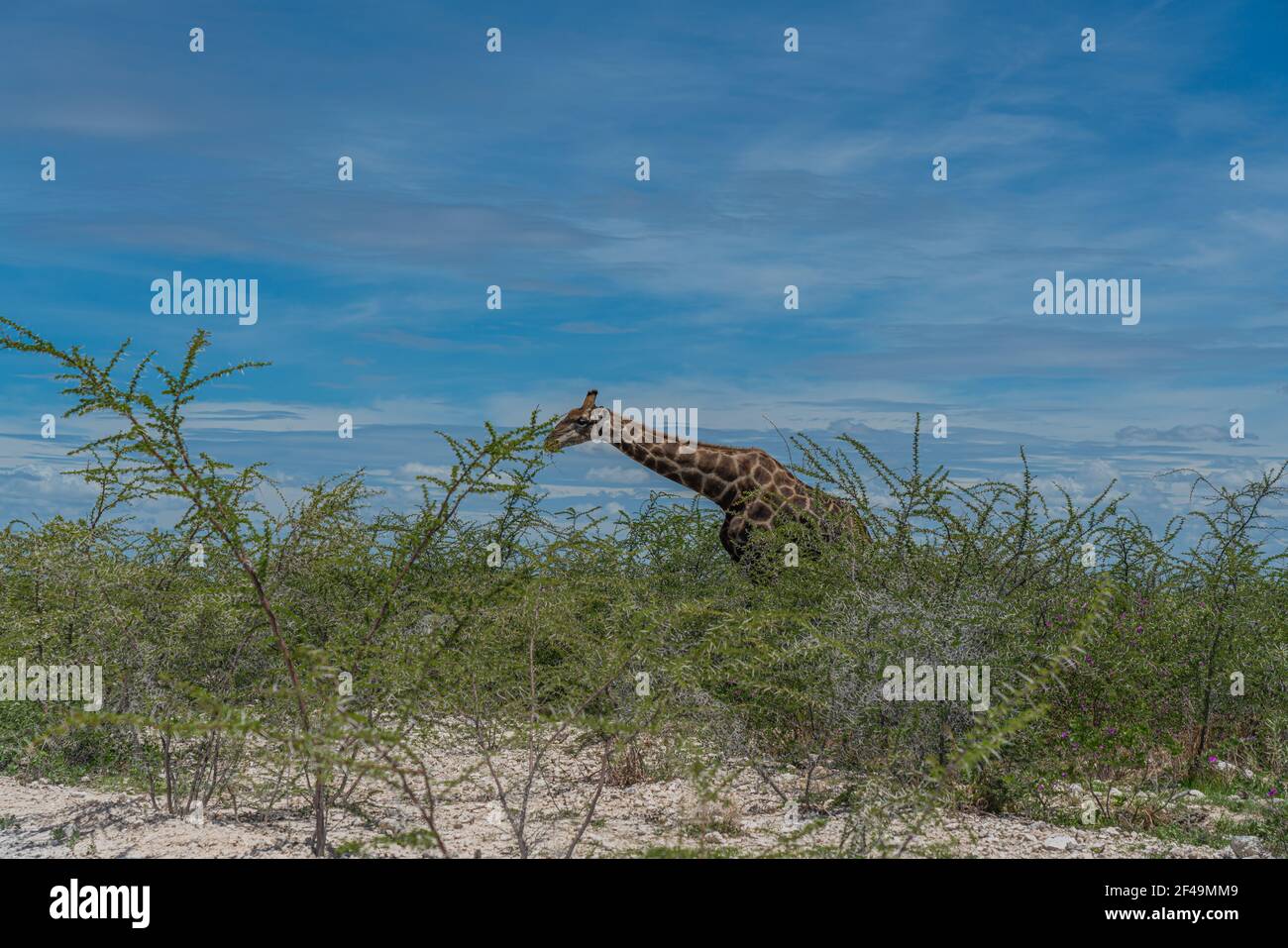 Giraffa sudafricana, giraffa Rotschild camminando alla savana nel Parco Nazionale di Etosha, Namibia, Africa Foto Stock
