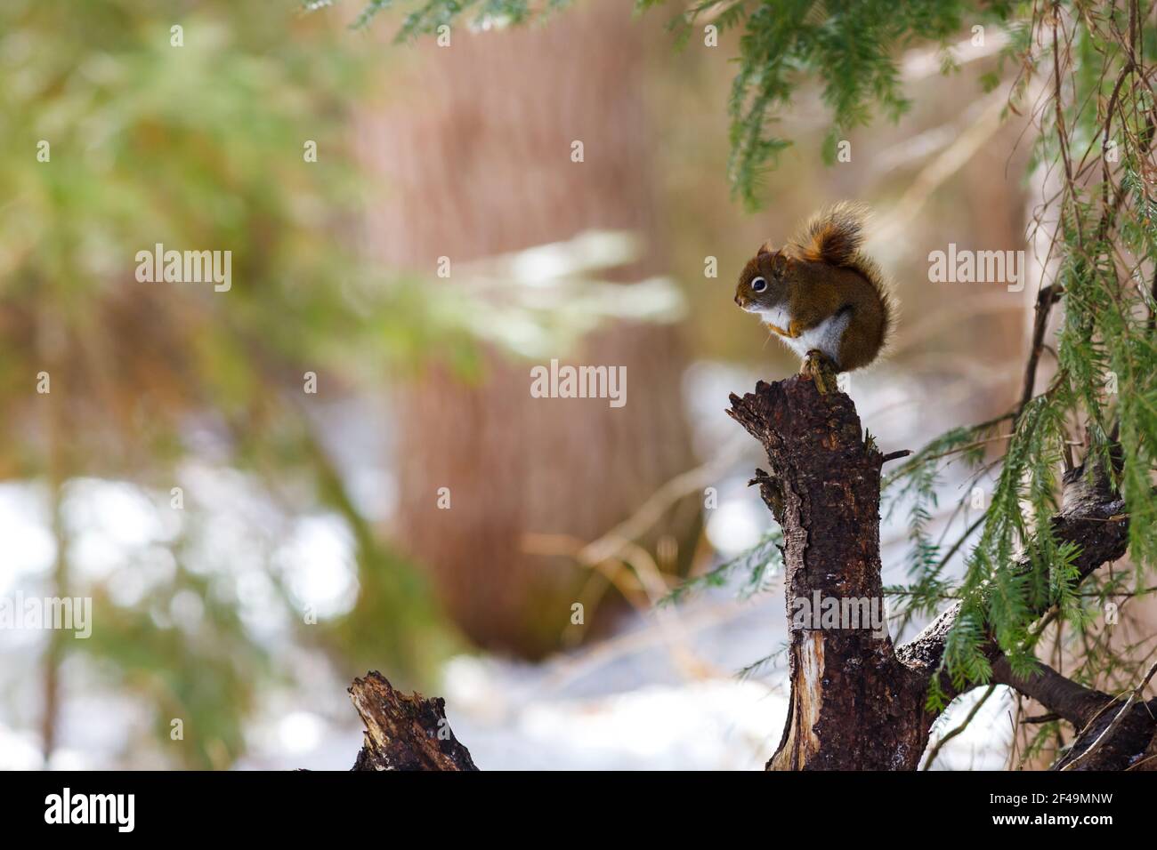 Uno scoiattolo rosso nordamericano è appollaiato su un ceppo di albero in inverno. Lo scoiattolo dell'albero si siede in posizione verticale sulle gambe posteriori, guardando con cautela. Foto Stock