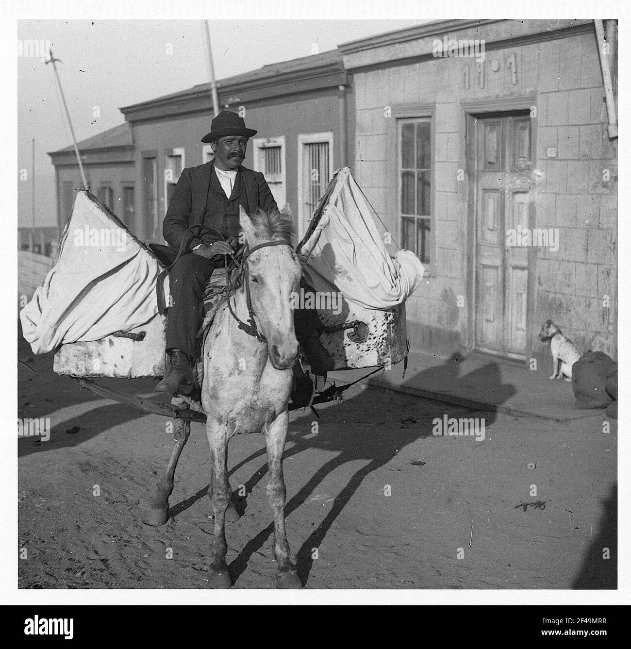 Madeira? / Portogallo: L'uomo su un'anima di carico Foto Stock