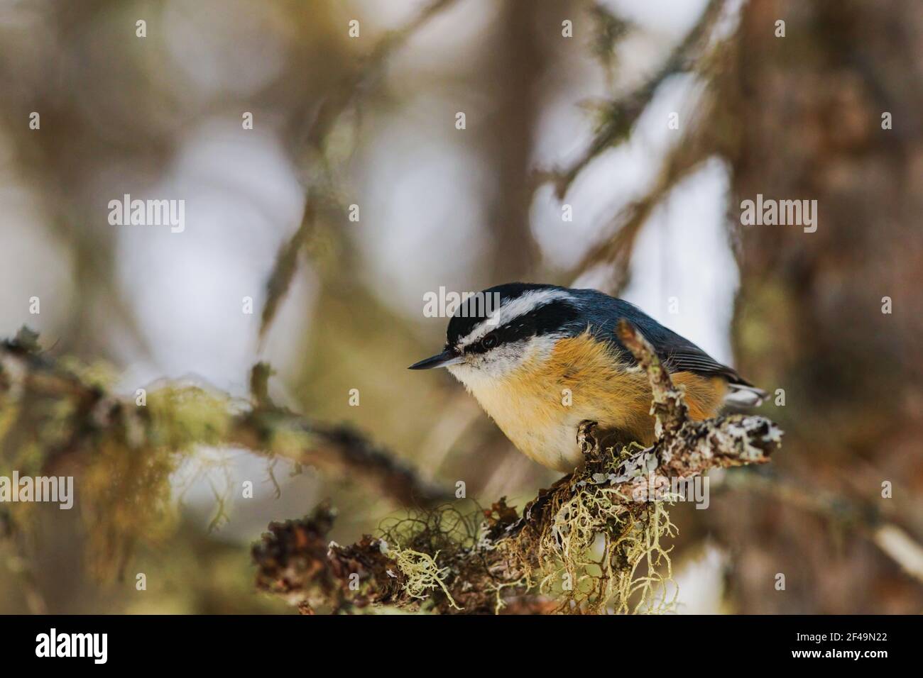 Un nuthatch rosso-breasted, un piccolo songbird, è appollaiato in un albero della foresta. I licheni della barba pendono dal ramo. Foto Stock