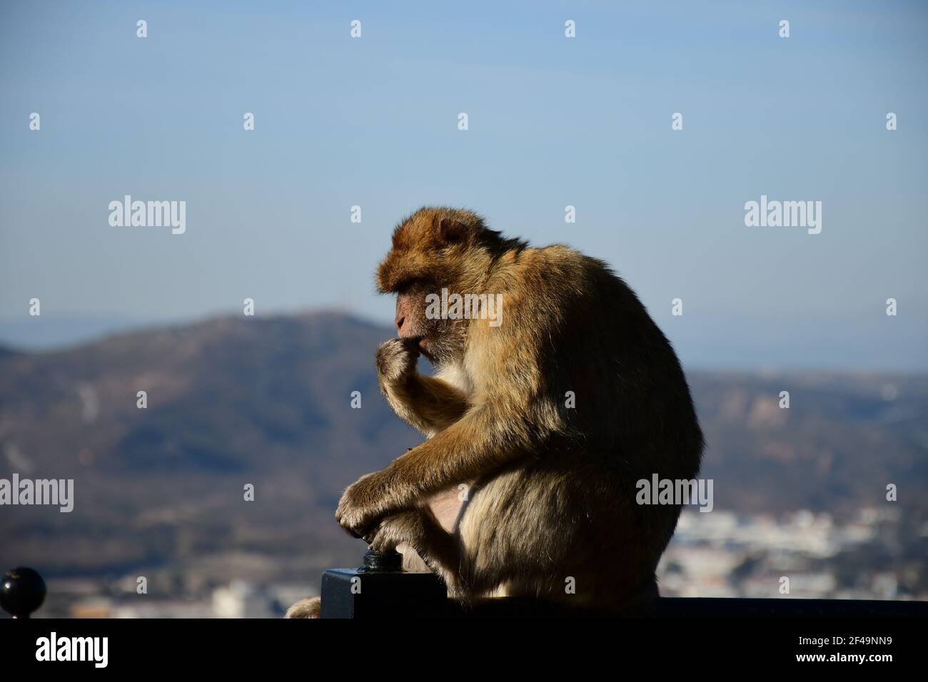 Foto di una scimmia in cima alla Rocca di Gibilterra Foto Stock