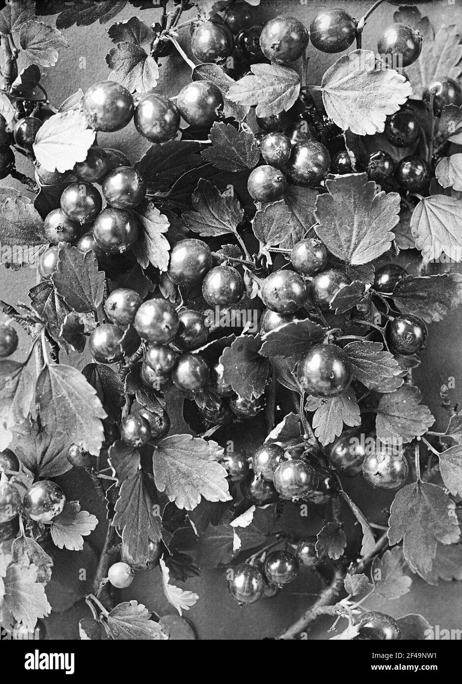 Studio delle piante Foto Stock