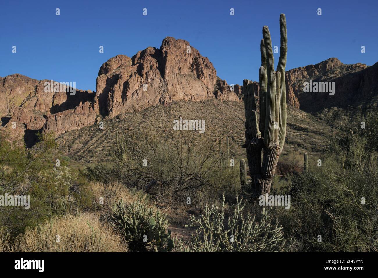 La bellezza abbonda sul fiume di sale inferiore vicino a Mesa, Arizona con le formazioni rocciose incredibili, il cactus di saguaro così come molte altre specie di flora Foto Stock