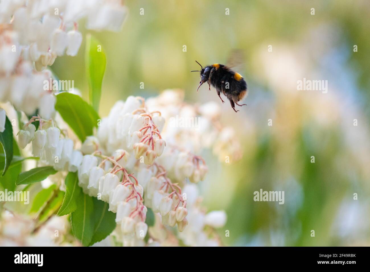 Bumblebee regina coda di bufo su primavera fioritura arbusto pieris japonica in caldo giorno di primavera - Scozia, Regno Unito Foto Stock