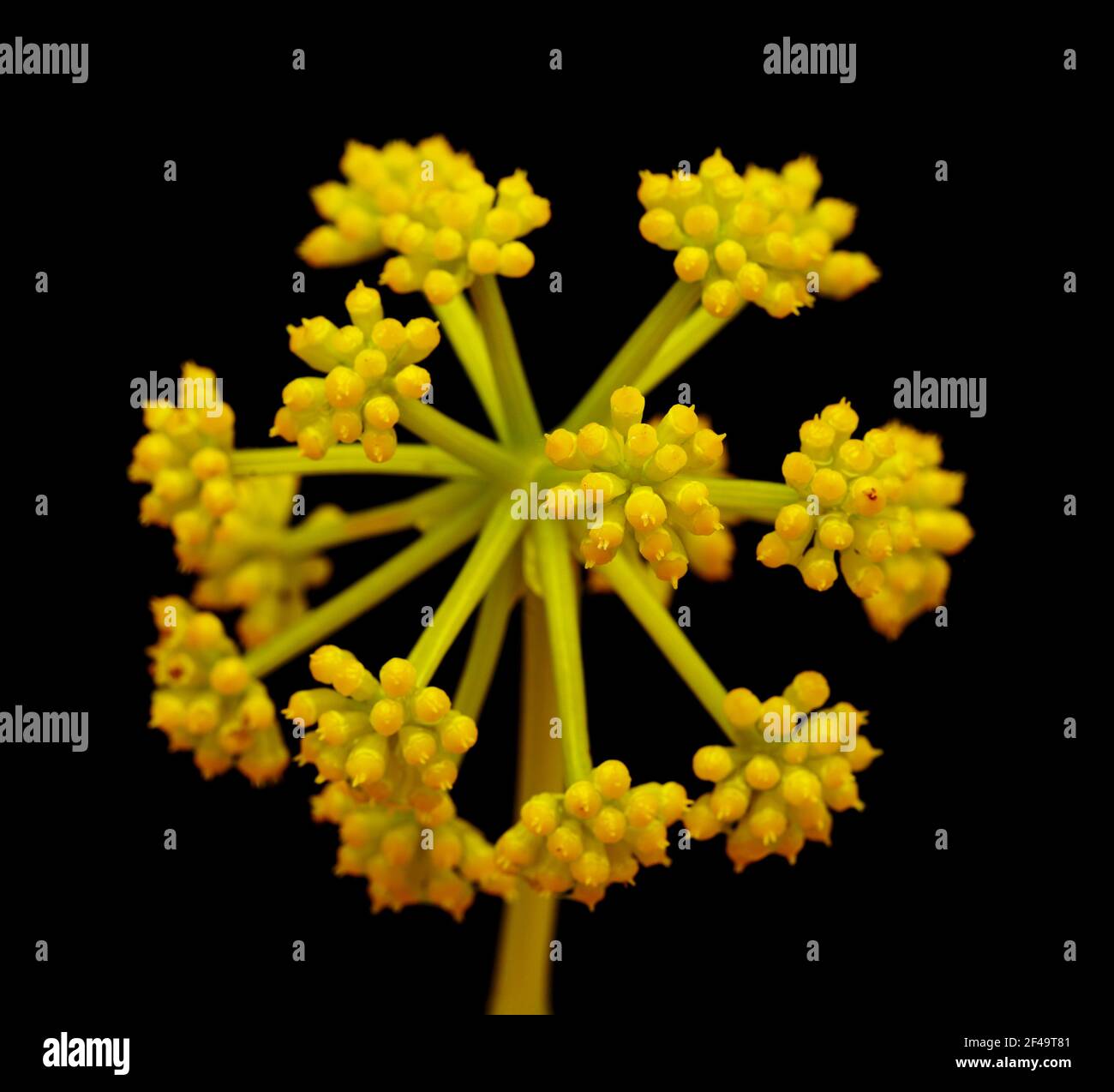 Flora di Gran Canaria - fioritura Astydamia latifolia, finocchio del Mar Canario, pianta commestibile originaria delle Isole Canarie Foto Stock