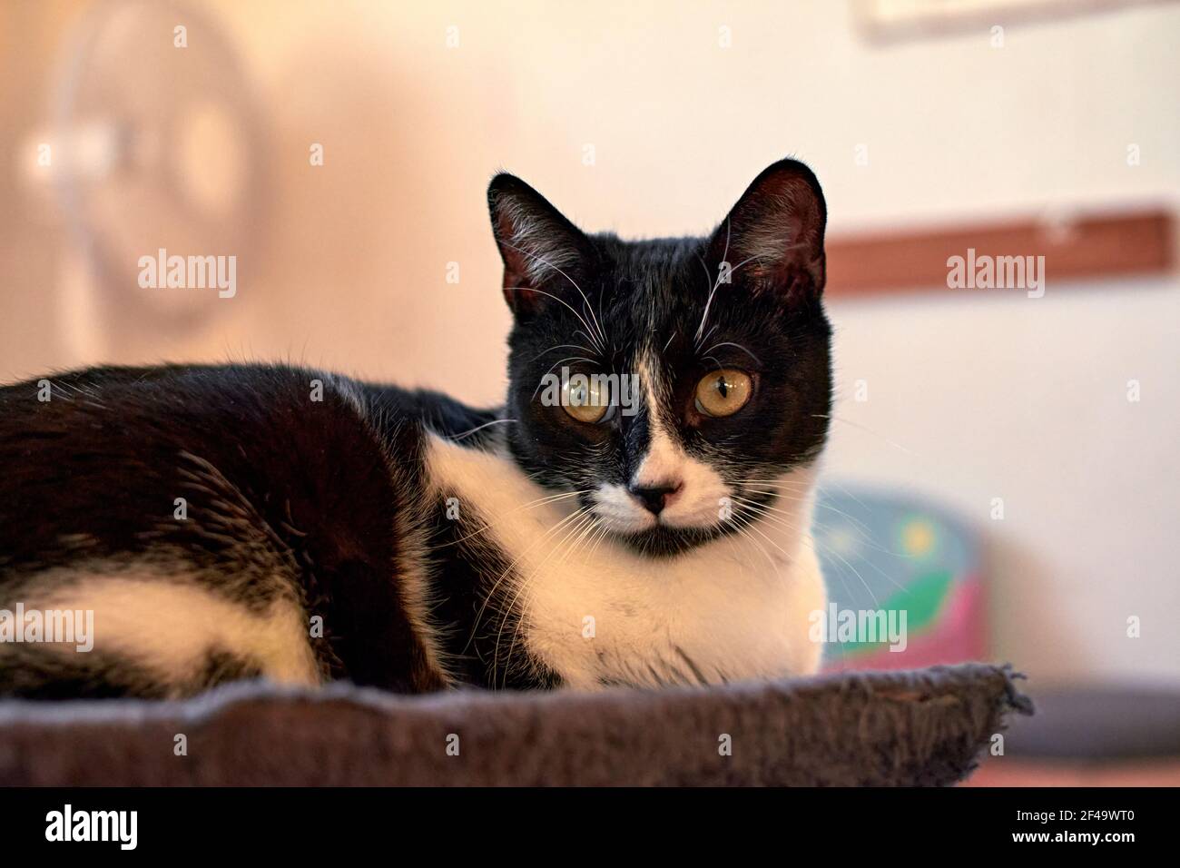 Gatto bicolore carino con grandi occhi espressivi Foto Stock