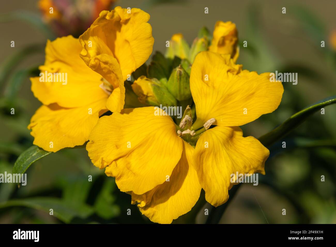 Primo piano di un fiore giallo (erysimum cheiri) in fiore Foto Stock