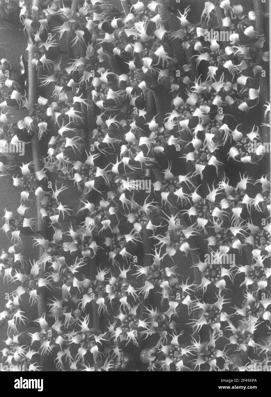 Infiorescenza della falsa radice di alrauna (Tellima grandiflora) Foto Stock
