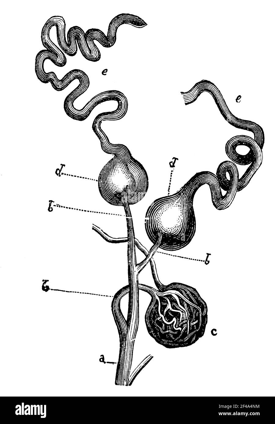 Estremità dei tubuli urinari e dei vasi sanguigni (glomeruli) o dei corpuscoli malfighiani. Illustrazione del 19 ° secolo. Germania. Sfondo bianco. Foto Stock