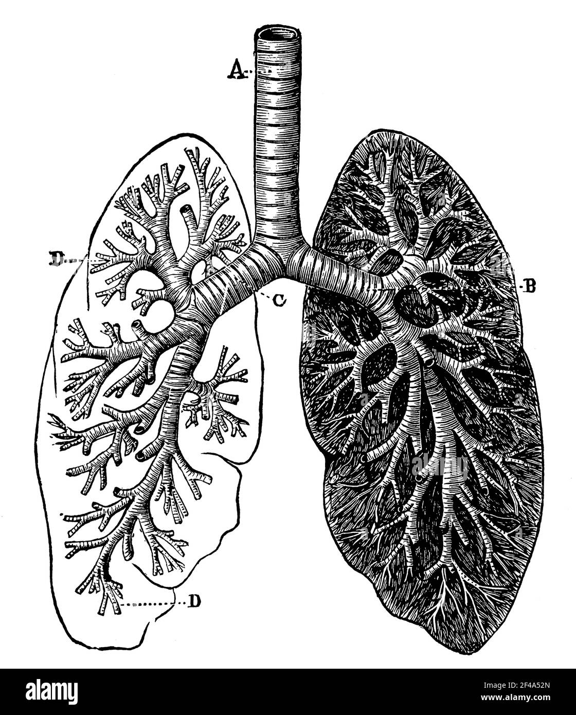 Polmoni. Illustrazione del 19 ° secolo. Germania. Sfondo bianco. Foto Stock