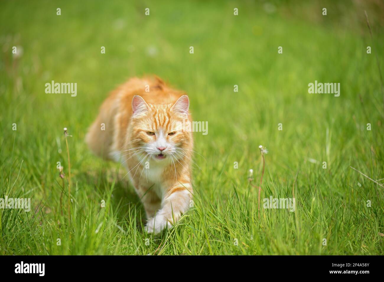 Maschio Maine coon zenzero e gatto bianco Foto Stock