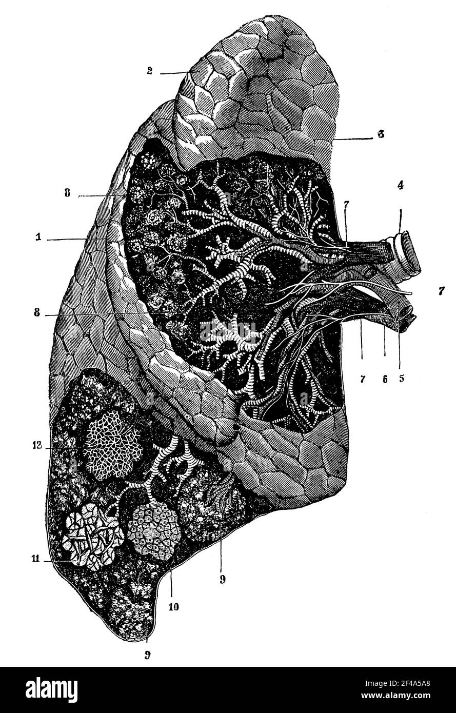 Formazione esterna, organizzazione interna e struttura dei polmoni. Illustrazione del 19 ° secolo. Germania. Sfondo bianco. Foto Stock