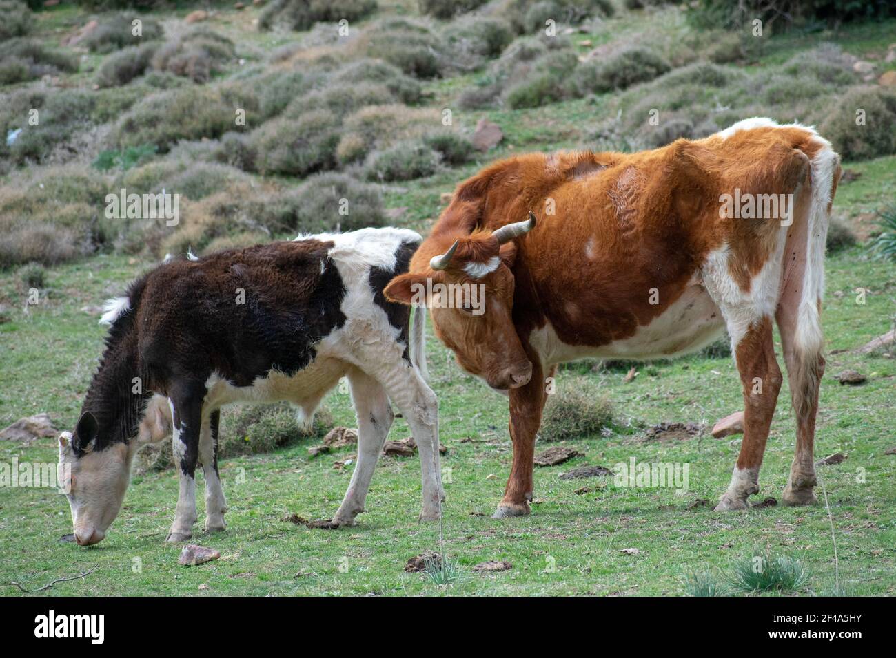 Madre mucca e vitello del bambino Foto Stock