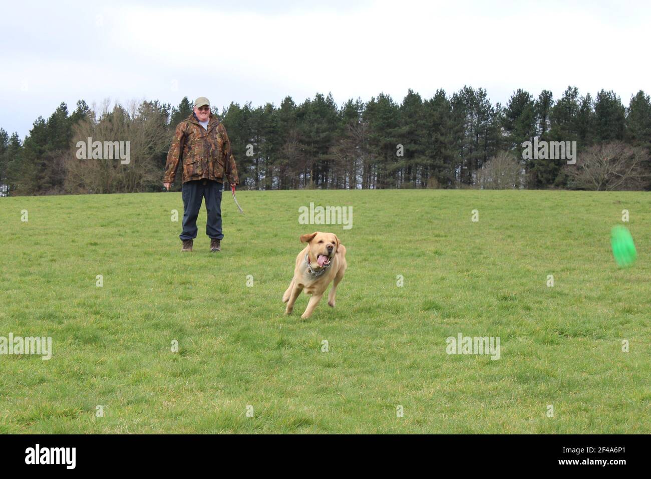 Labrador giallo che gioca con il suo proprietario su erba in un parcheggio Foto Stock