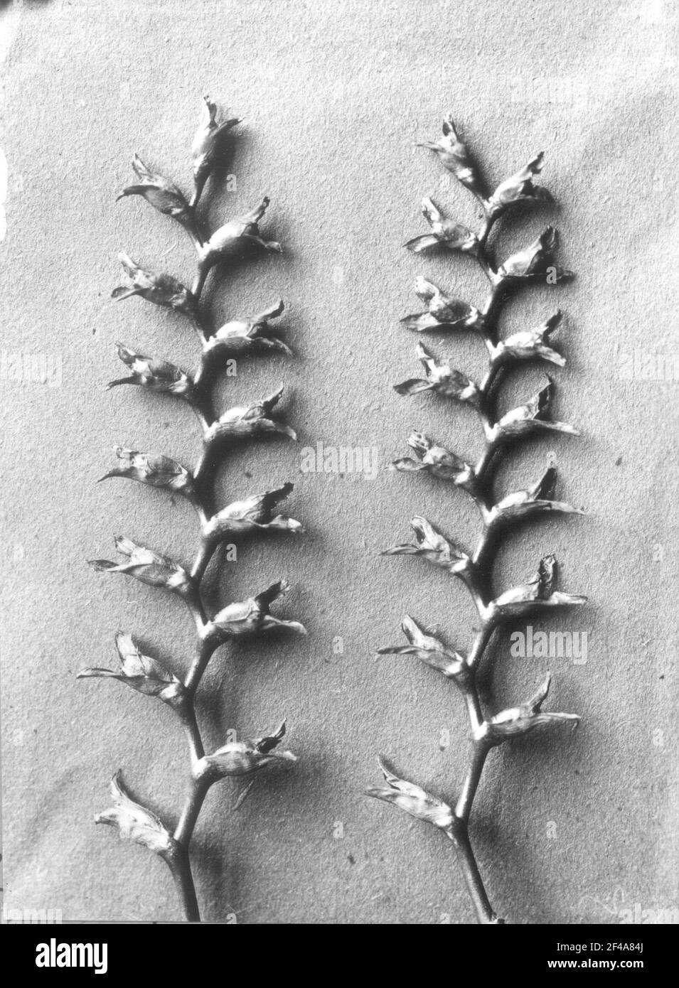 Montbretie, Crocosma (Tritonia crosmi flor), Fruchtstand Foto Stock