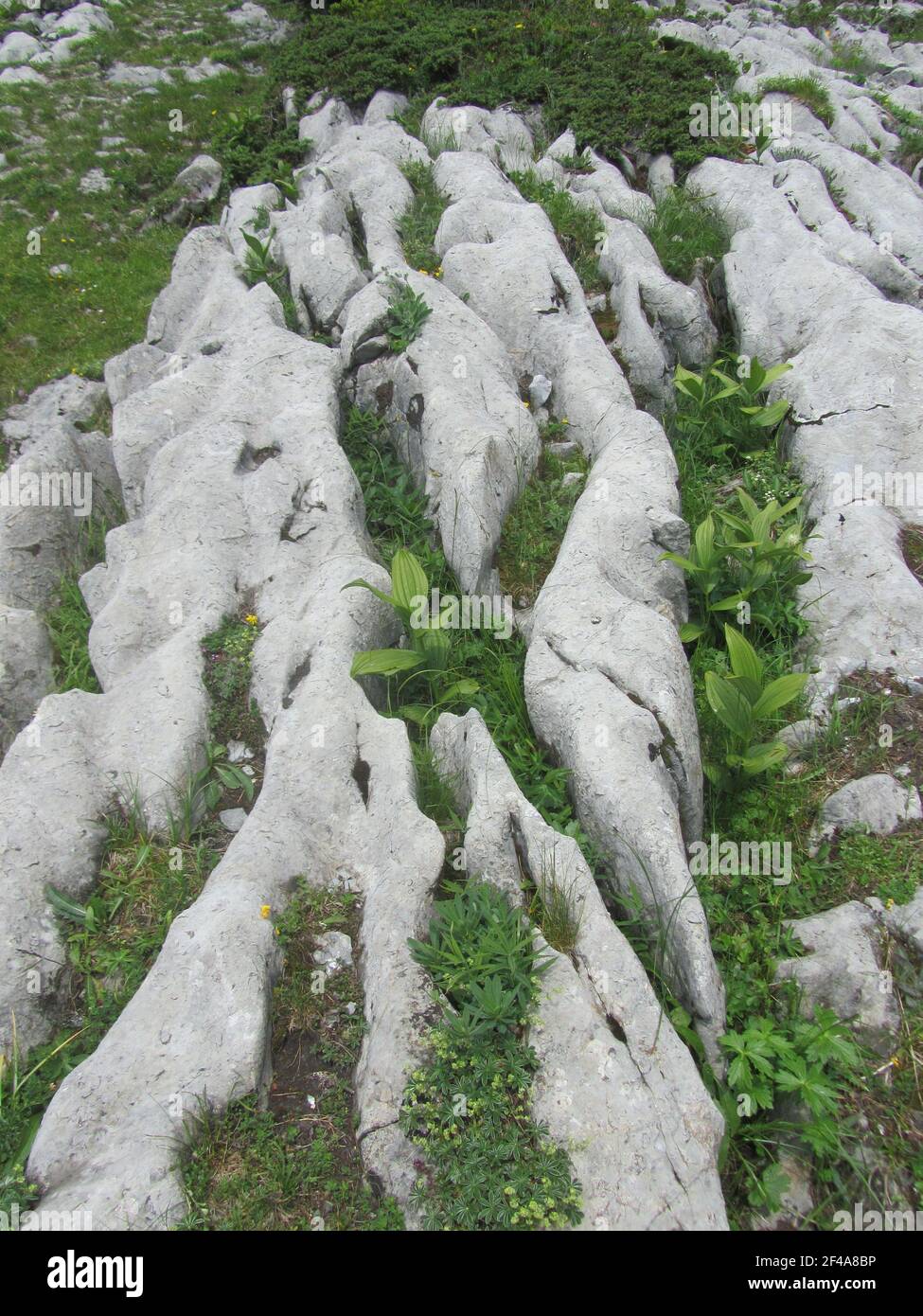 La 'zona elvetica' è una formazione geologica caratterizzata da un'estesa erosione carsica. Foto Stock