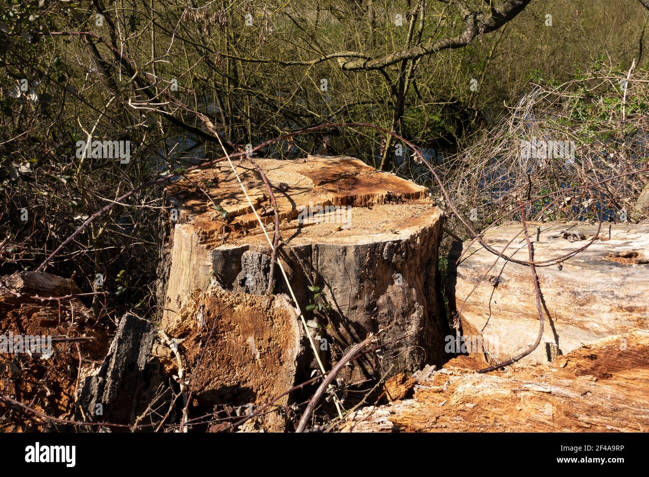 Vecchio tronco di albero marcio affettato Foto Stock