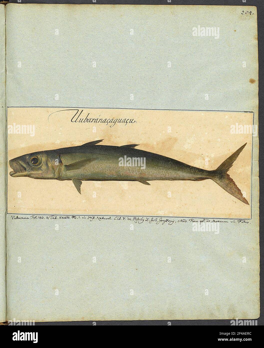 Unbernaçaguaçu Foto Stock