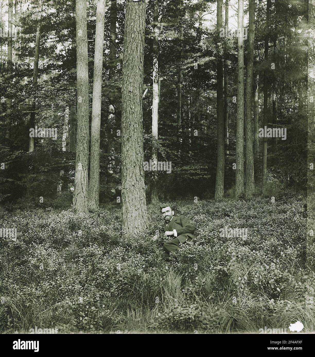 Sassonia?, uomo tra arbusti di mirtillo nella foresta Foto Stock