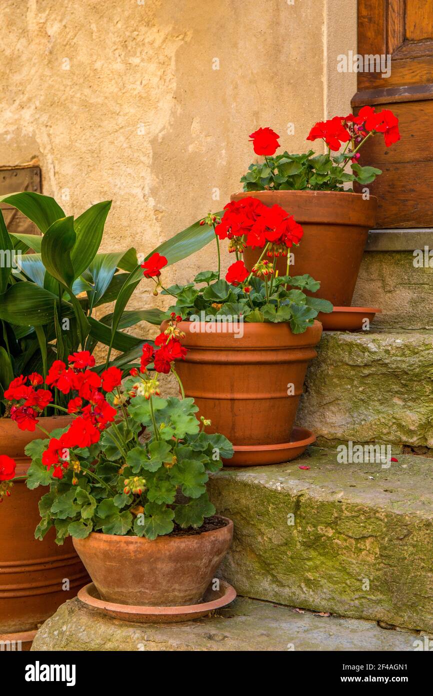 Pienza, Toscana, Italia. I gerani in vaso allineano i passi verso una casa. (Solo per uso editoriale) Foto Stock