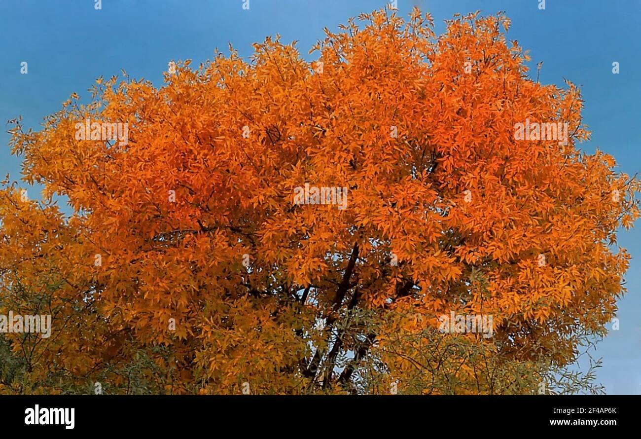 L'autunno porta un'esplosione di bellissimi colori arancioni sugli alberi Foto Stock