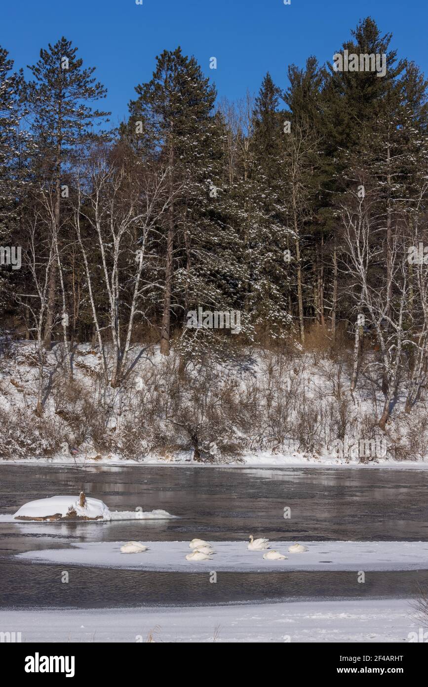 Il trombettista cigolava riposando su un pezzetto di ghiaccio nel Wisconsin settentrionale. Un minuto Foto Stock