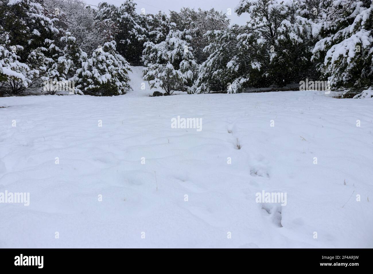 Tracce di cervi nella neve Foto Stock