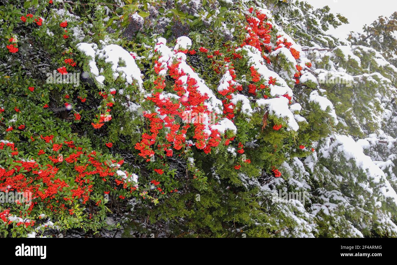 Alberi di agrifoglio innevati Foto Stock