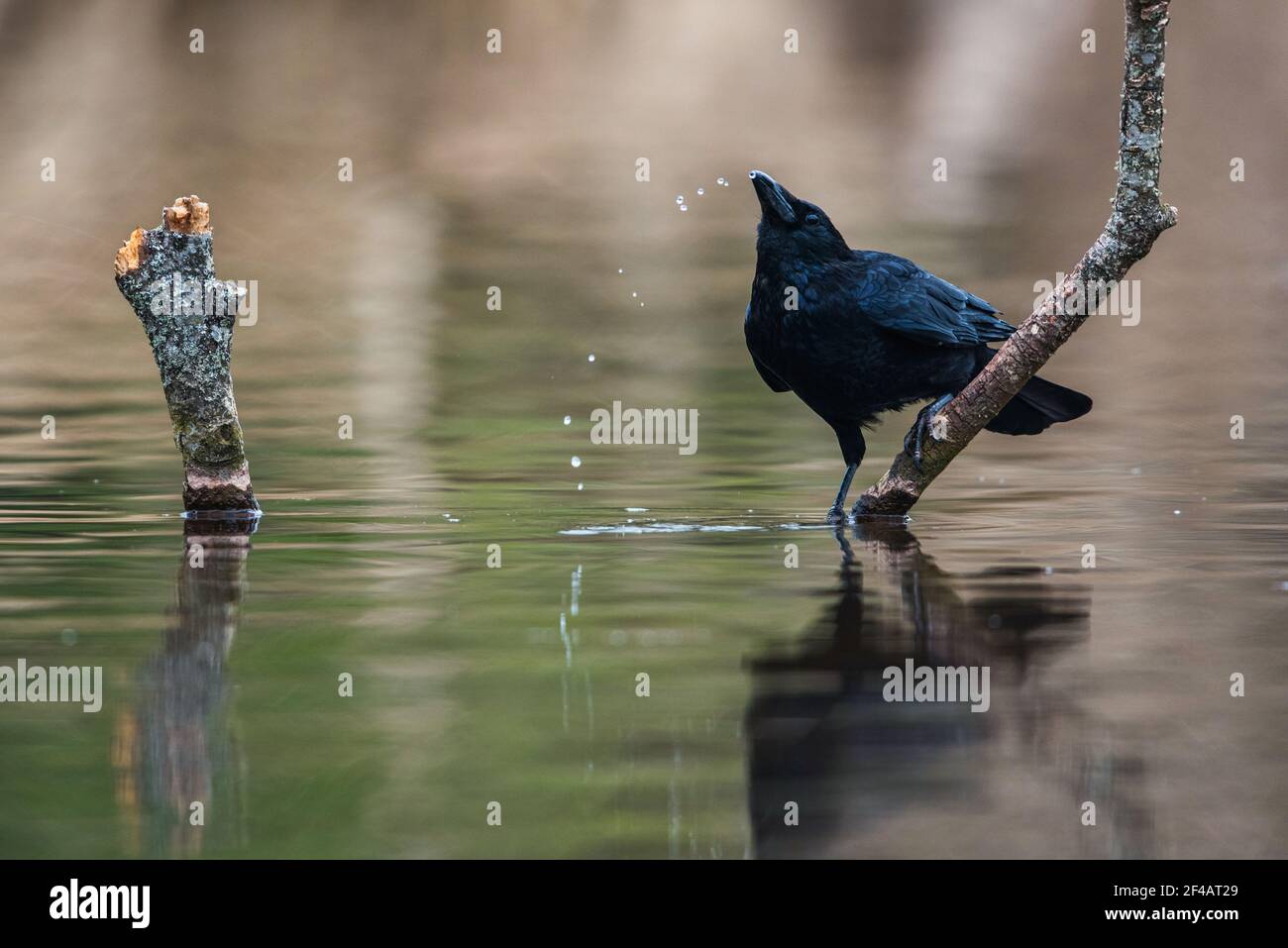 Carrion Crow con navette bianche, Corvus Corone - uccello passerino Foto Stock
