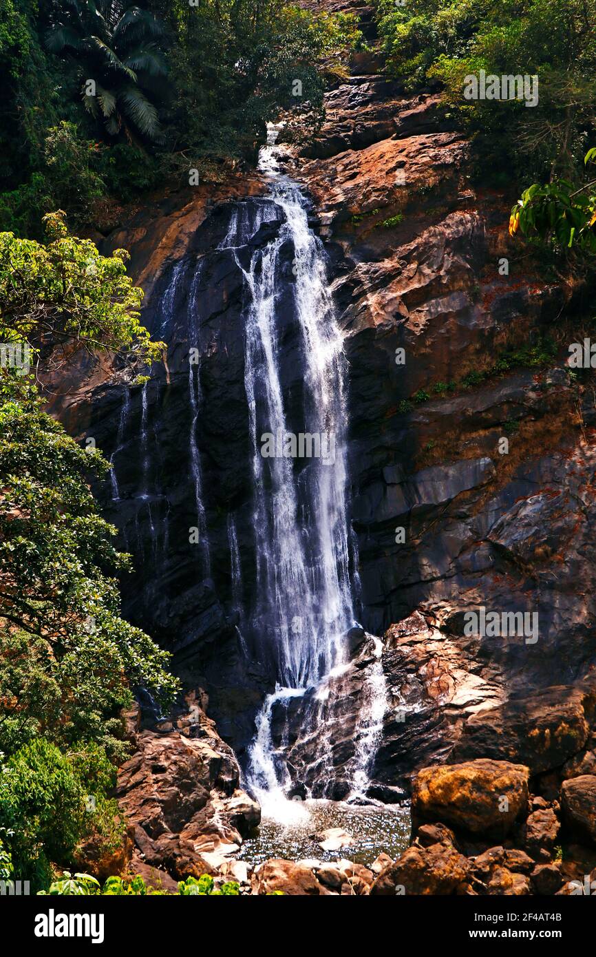 Foresta cascata torrente. Cascata in foresta profonda. Cascata fiume foresta scena Foto Stock