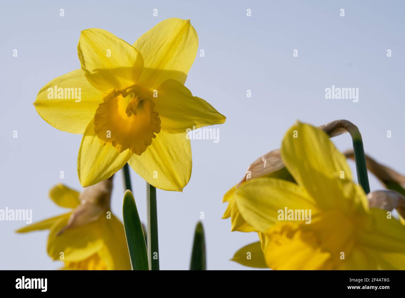 Un daffodil perfettamente formato si erge diritto e alto sopra l'altro fuori fuoco narcisi Foto Stock