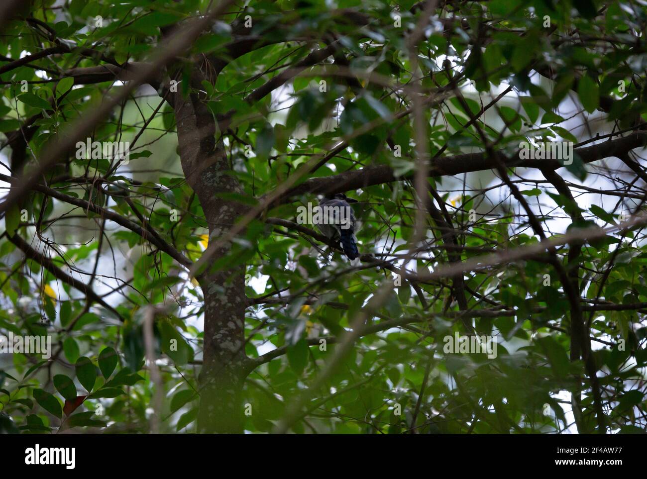 Blue Jay (Cyanocitta cristata) che si aggrava alla spalla in modo tentativo Foto Stock