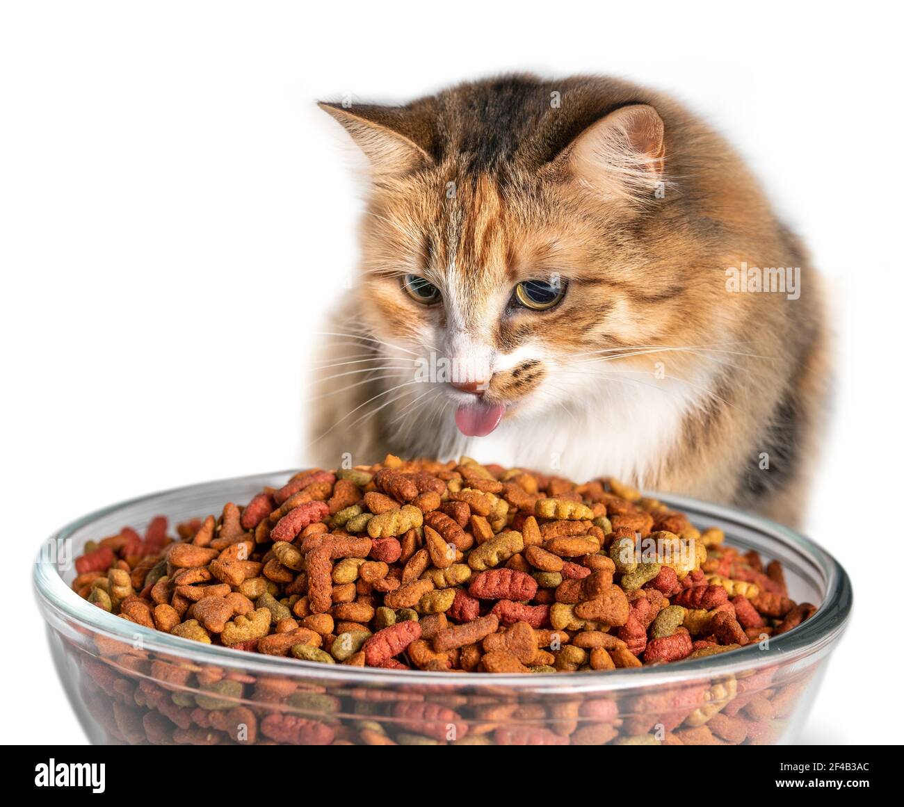 Il gatto mangia troppo cibo secco. Carino gattino morbido dietro un grande piatto di vetro riempito alla parte superiore con i kibbles. Gatto con linguetta rosa. Concetto per animali domestici po Foto Stock