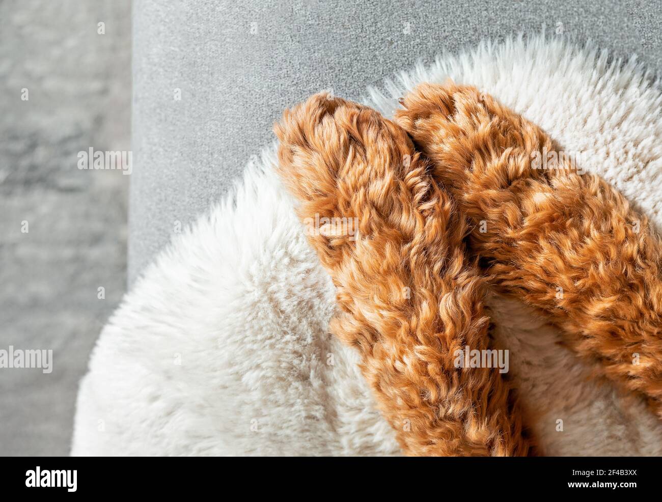 Labradoodle zampe per cani, vista dall'alto. Primo piano di ricci rossi e zampe anteriori soffici che riposano sul divano grigio con coperta di pelliccia bianca. Texture dello sfondo a tema PET. Foto Stock
