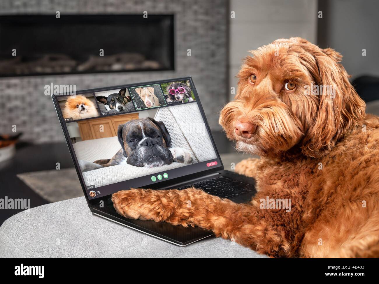 Cane che parla con amici del cane in videoconferenza. Gruppo di cani che hanno una riunione in linea in videochiamata usando un laptop. Labradoodle, Boxer e Pom. Foto Stock