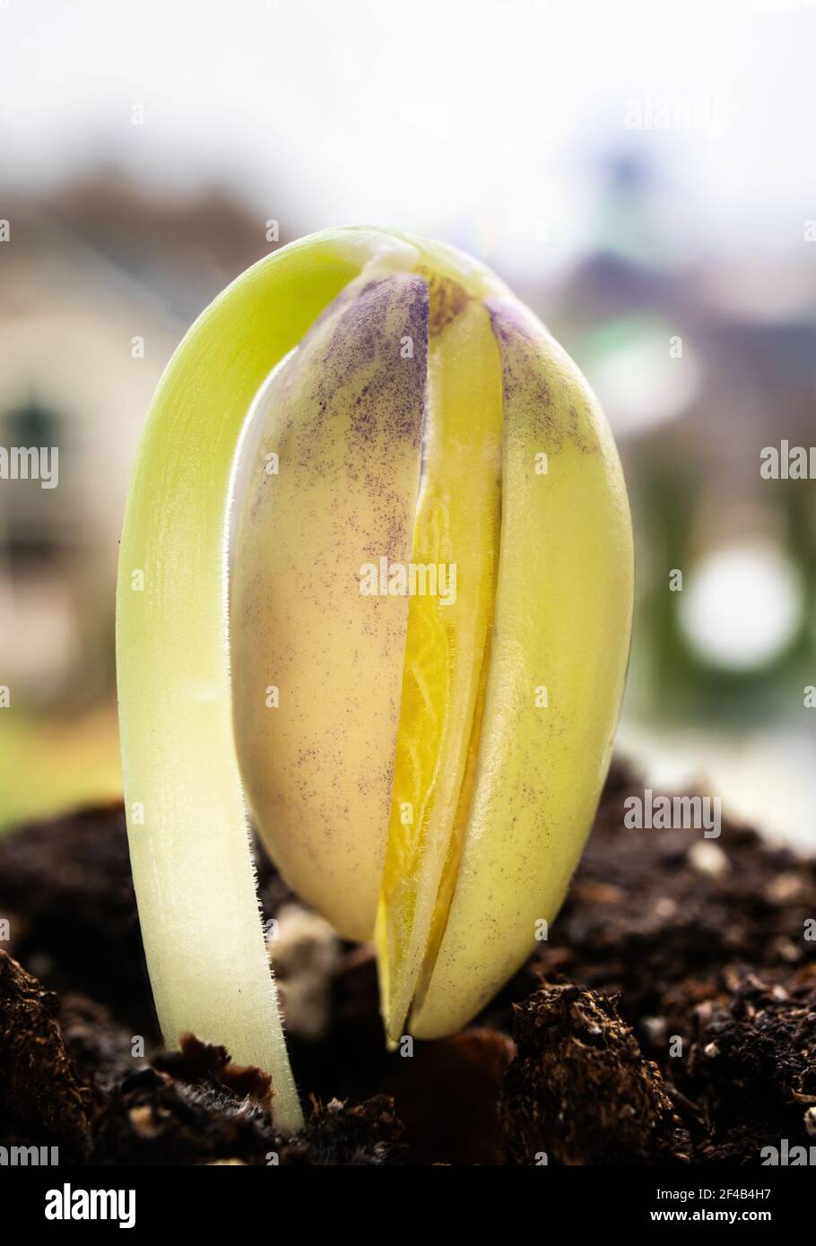 Unico fagiolo seedling appena germinato, primo piano. Verde giallo pianta di fagiolo di lingua del drago 8 giorni da quando piantando. Concetto per il nuovo inizio o il giardinaggio Foto Stock