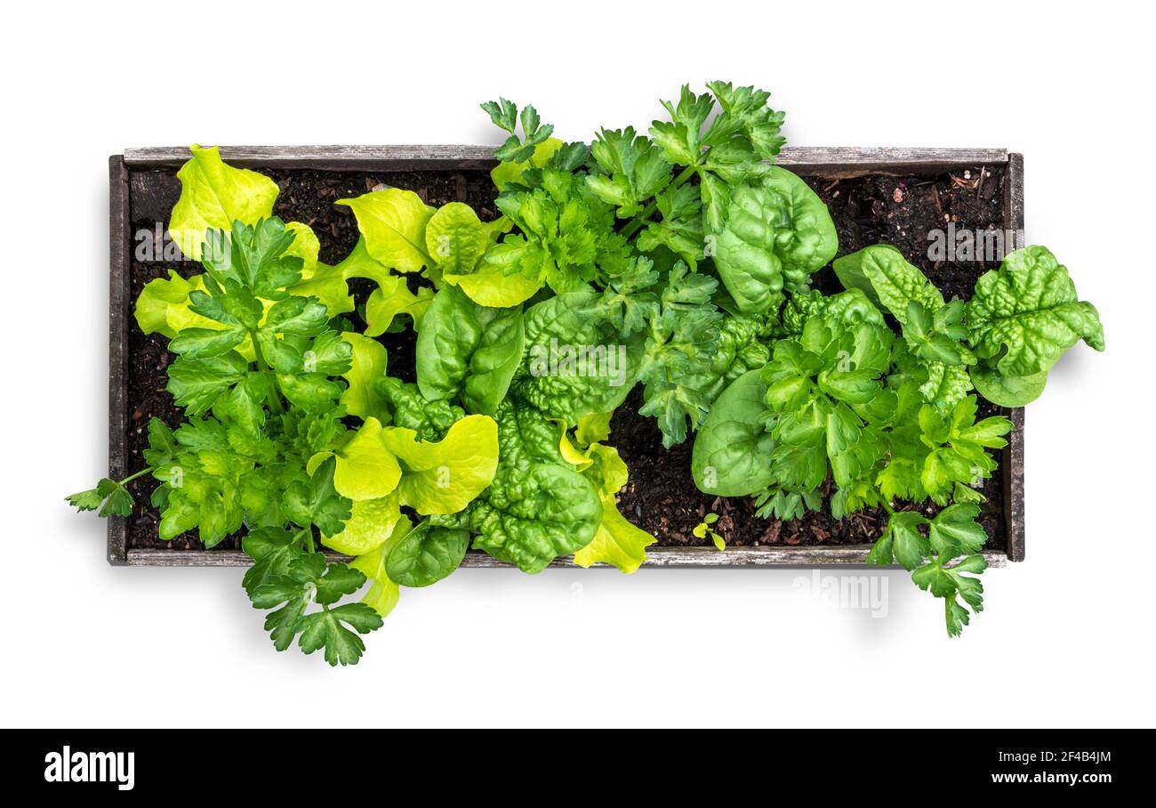 Piantatrice di verdure isolata piena di lattuga, spinaci e sedano. Vista dall'alto di un piccolo letto giardino rialzato che usa l'interimpianto o l'intercropping piantando. Foto Stock