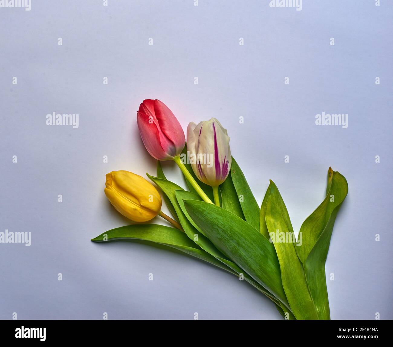 fiore rosso giallo bianco primaverile su carta bianca Foto Stock