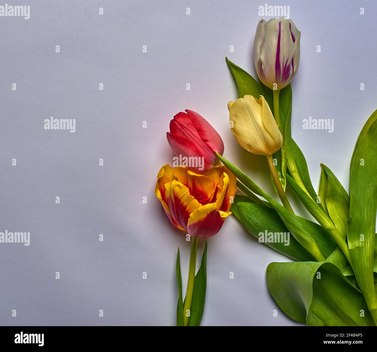 tulipani multicolore su sfondo bianco giacciono Foto Stock