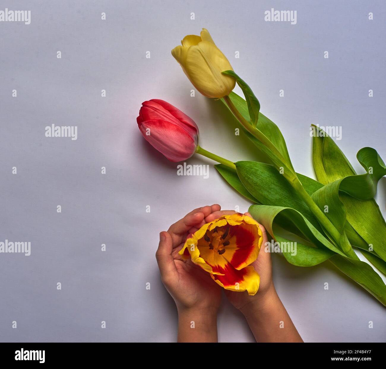 tulipani rosso-giallo giacciono su sfondo bianco Foto Stock